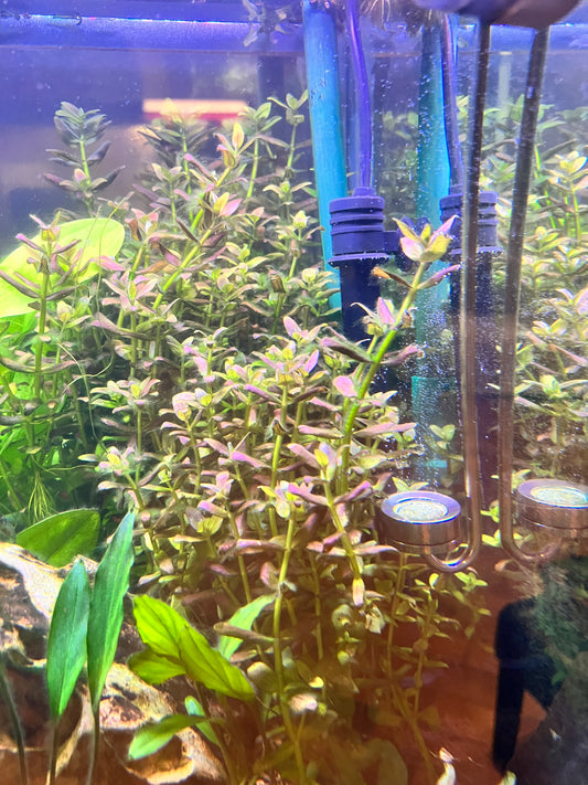 Bacopa Salzmanni sp. Araguaia