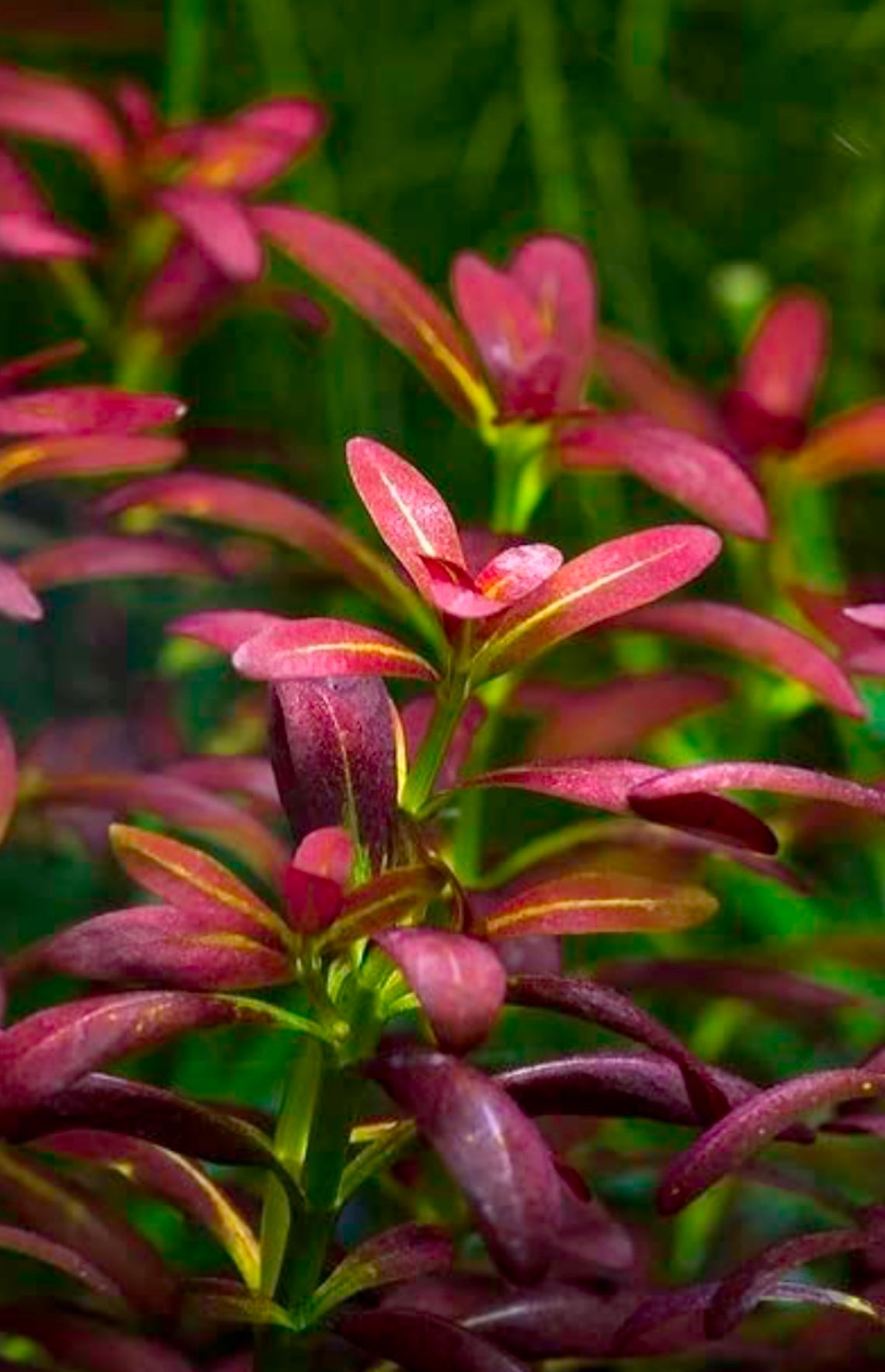 Rotala Florida