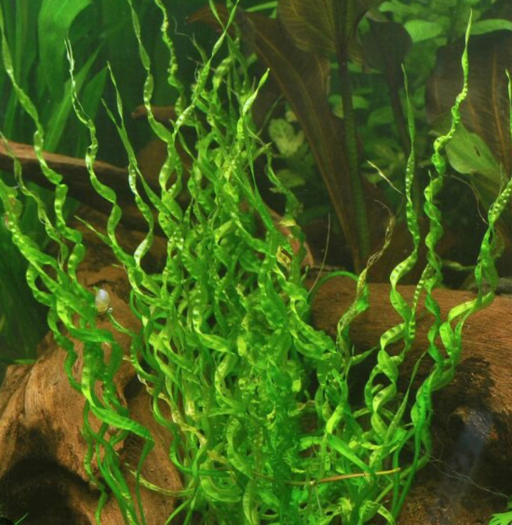 Helanthium Vesuvius