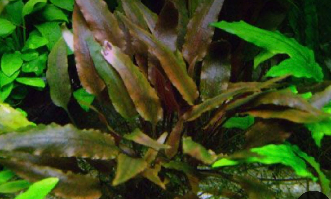 Cryptocoryne Walkeri