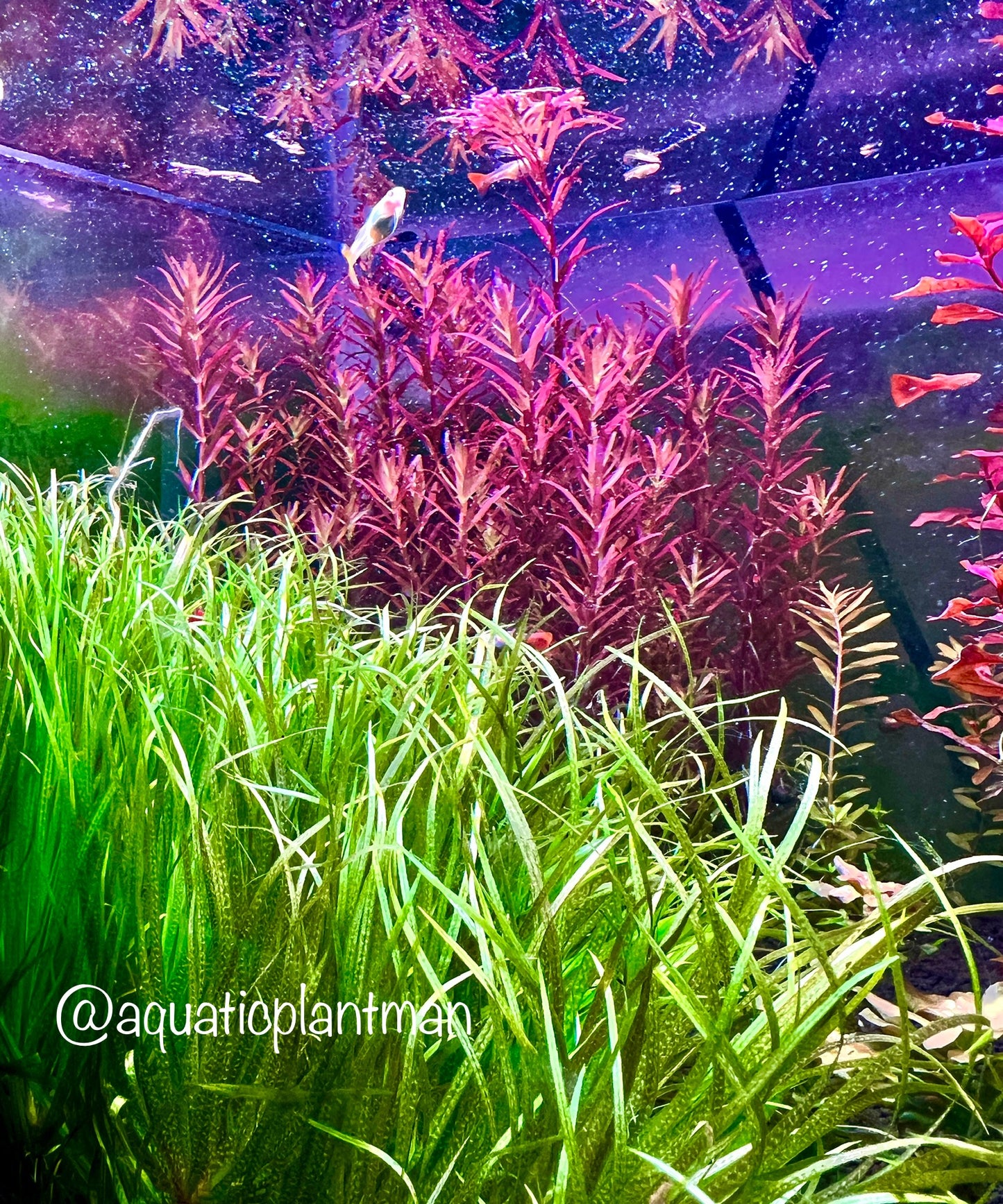 Rotala Colorata