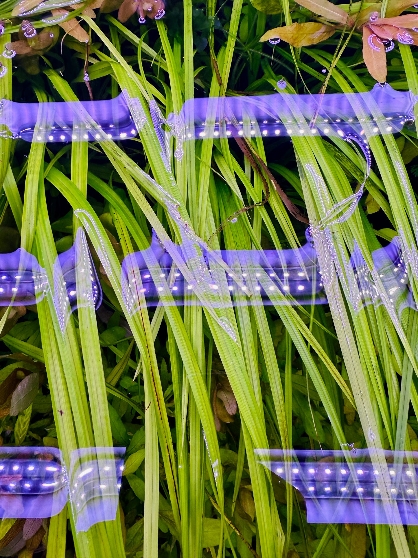 Cyperus Helferi