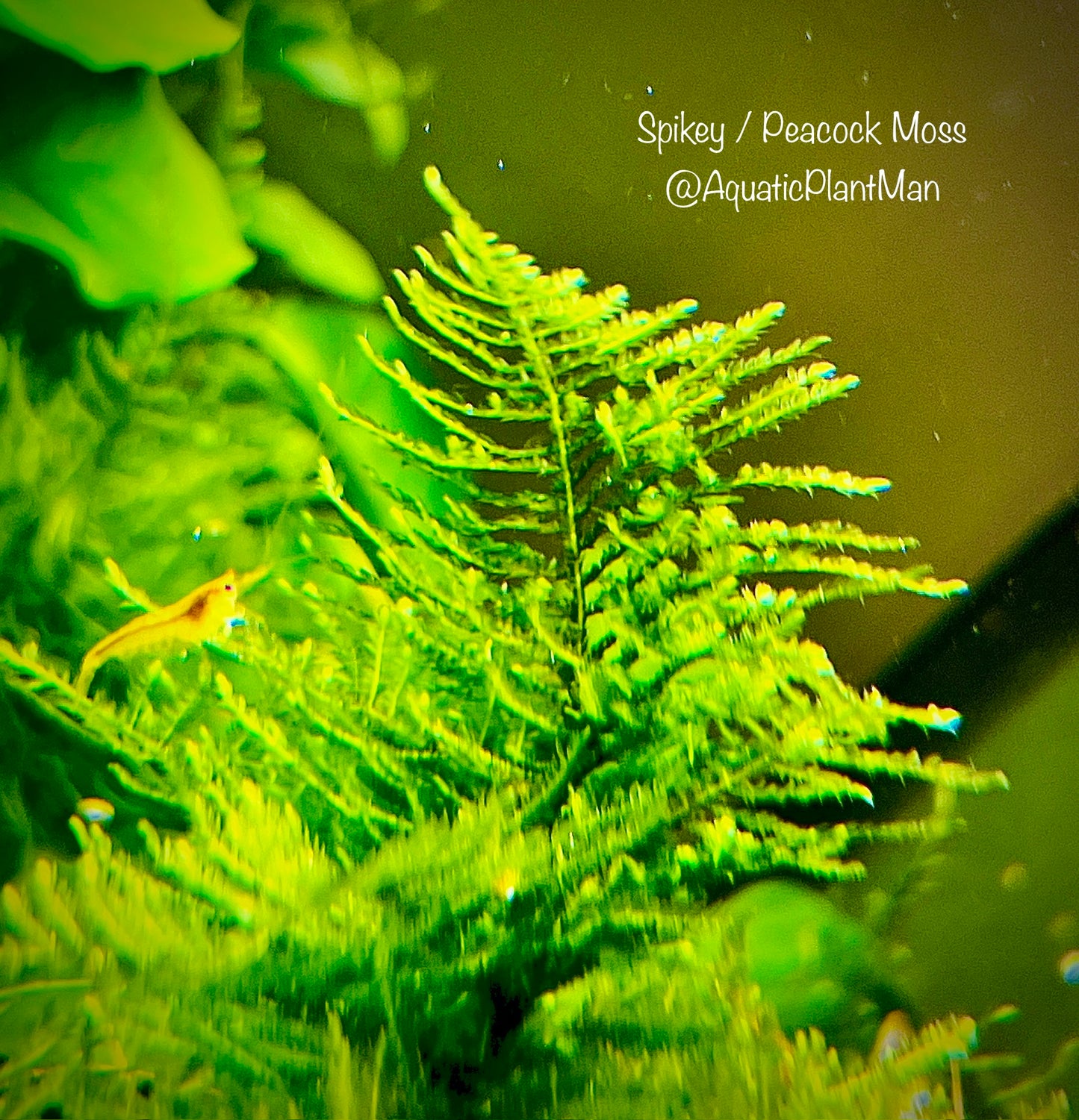 Mystery Moss Packages