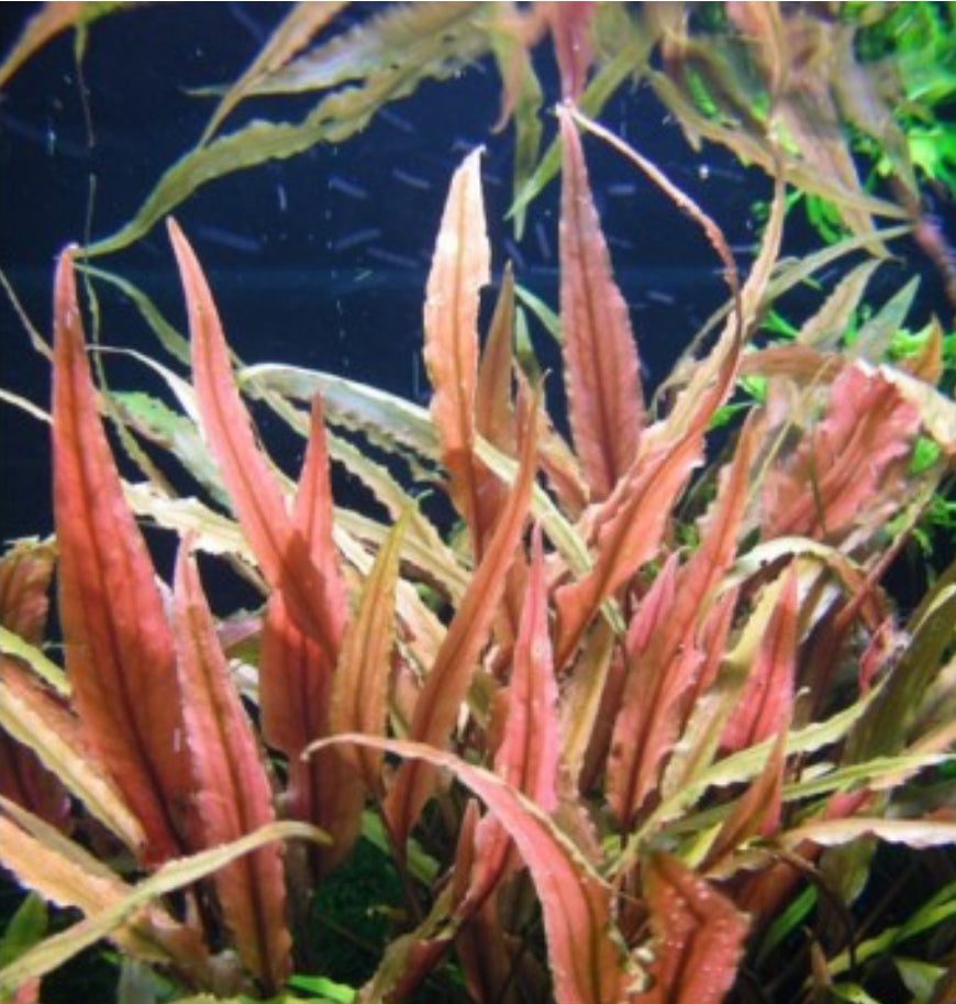 Cryptocoryne Undulata Red