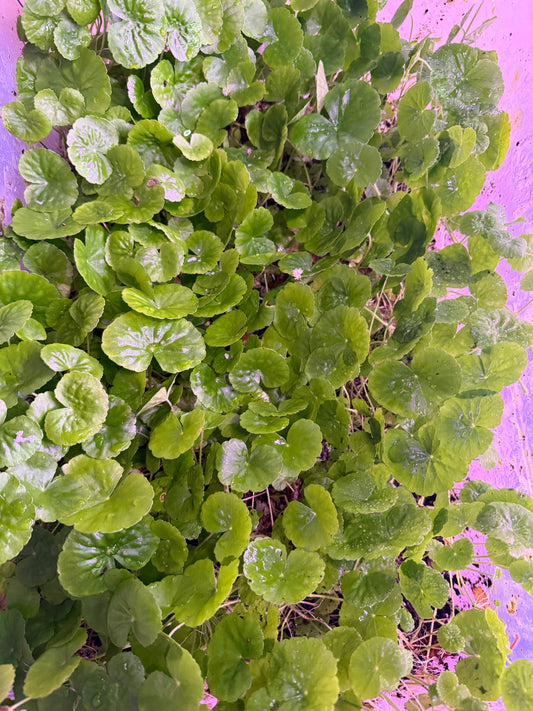 Pennywort (Brazilian) (Hydrocotyle leucocephala)