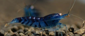 Orange Eye Blue Tiger (Tap Water)