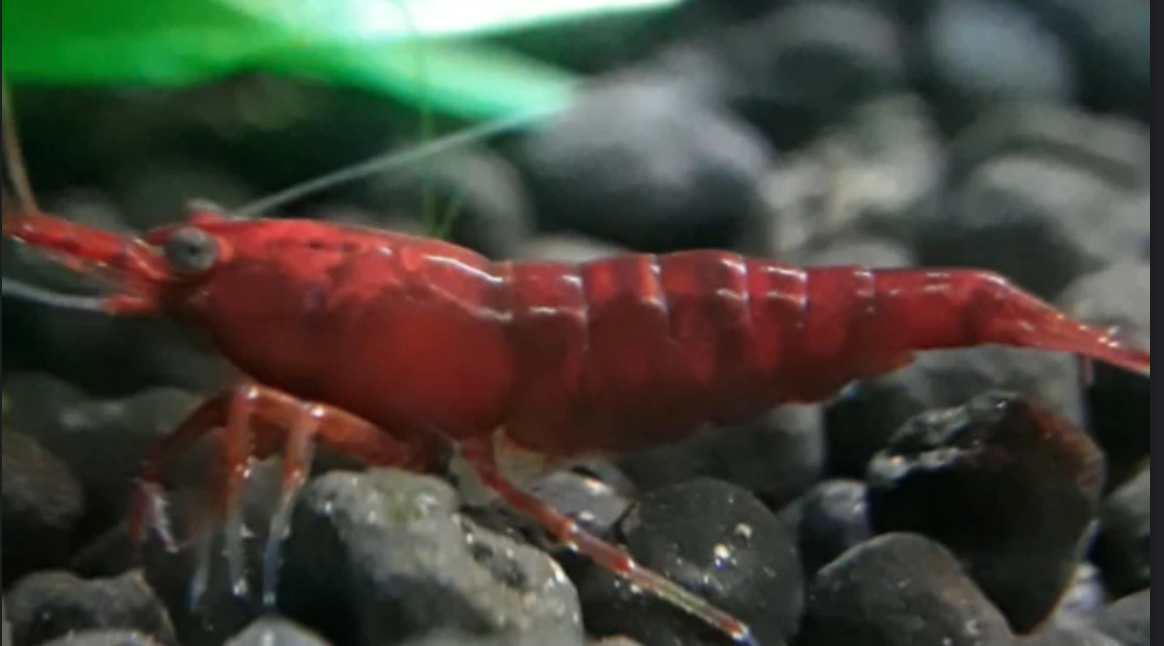 Bloody Mary Shrimp