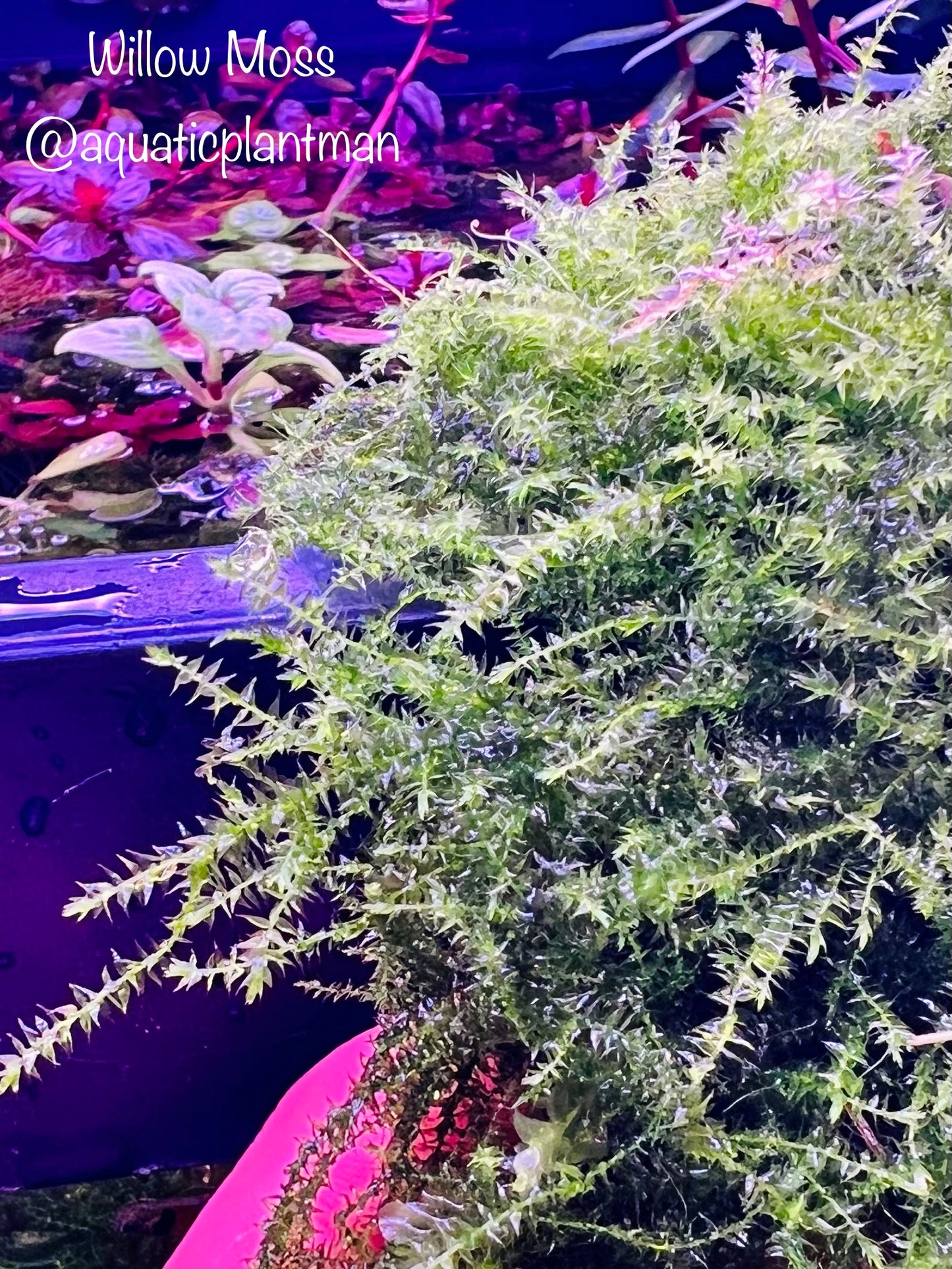 Mystery Moss Packages