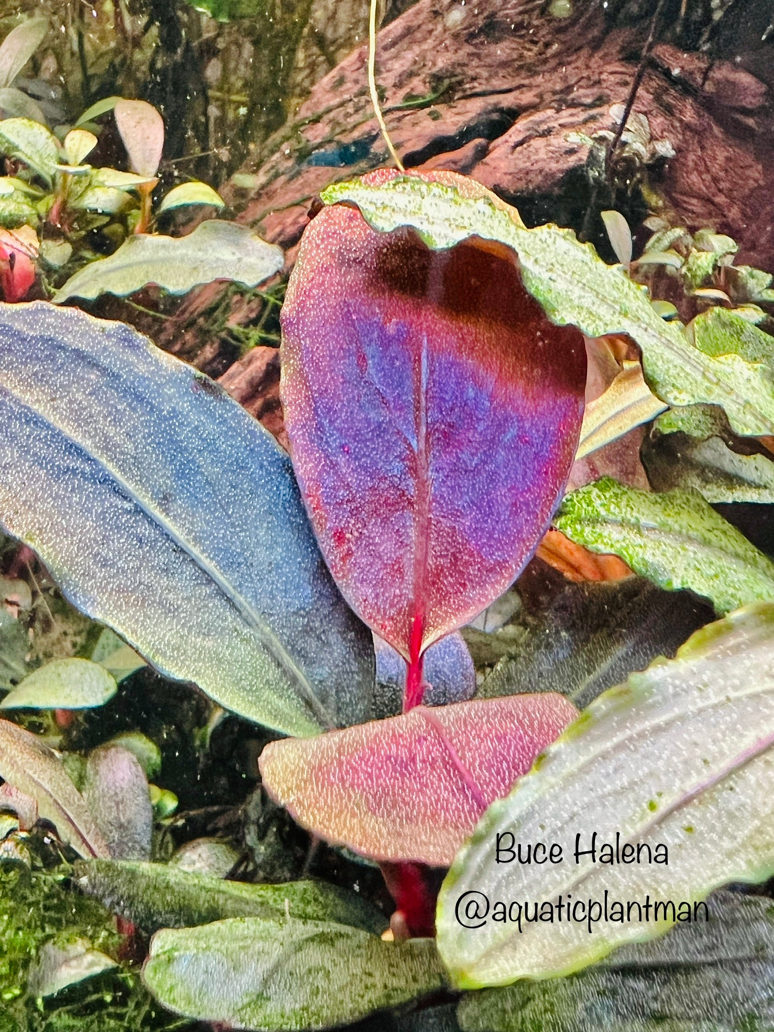 Bucephalandra Halena