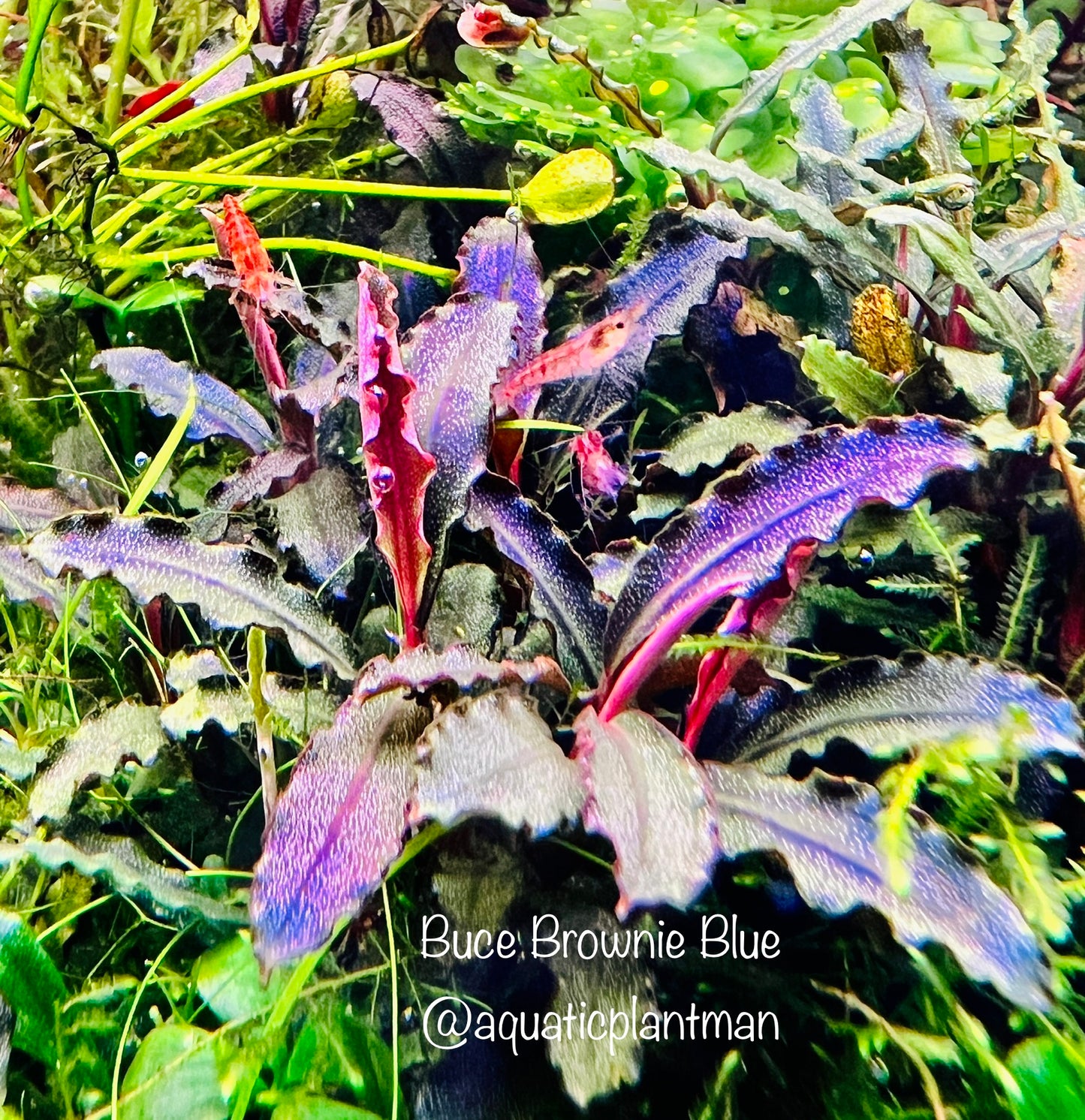 bucephalandra  brownie blue 