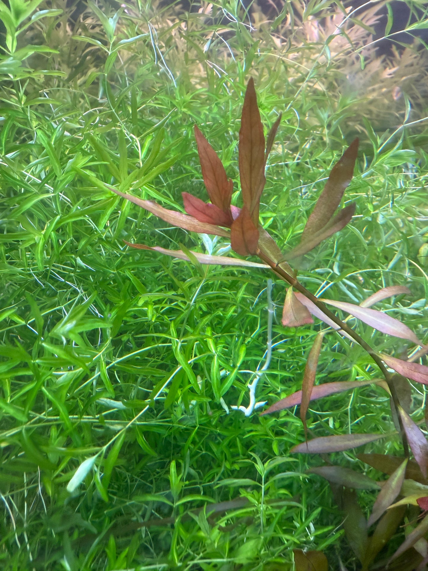 Ludwigia Hybrid Narrow Leaf (red)