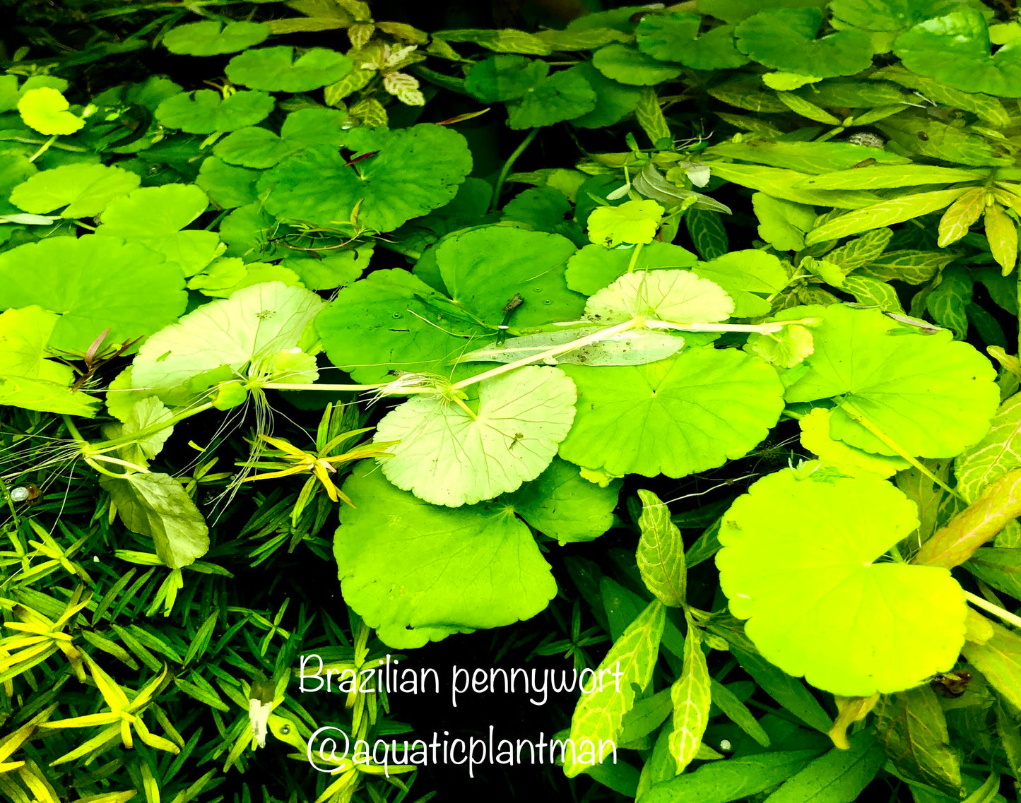 Pennywort (Brazilian) (Hydrocotyle leucocephala)