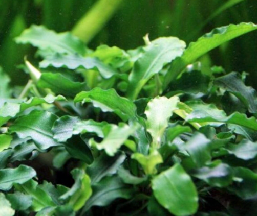 Bucephalandra Green wavy