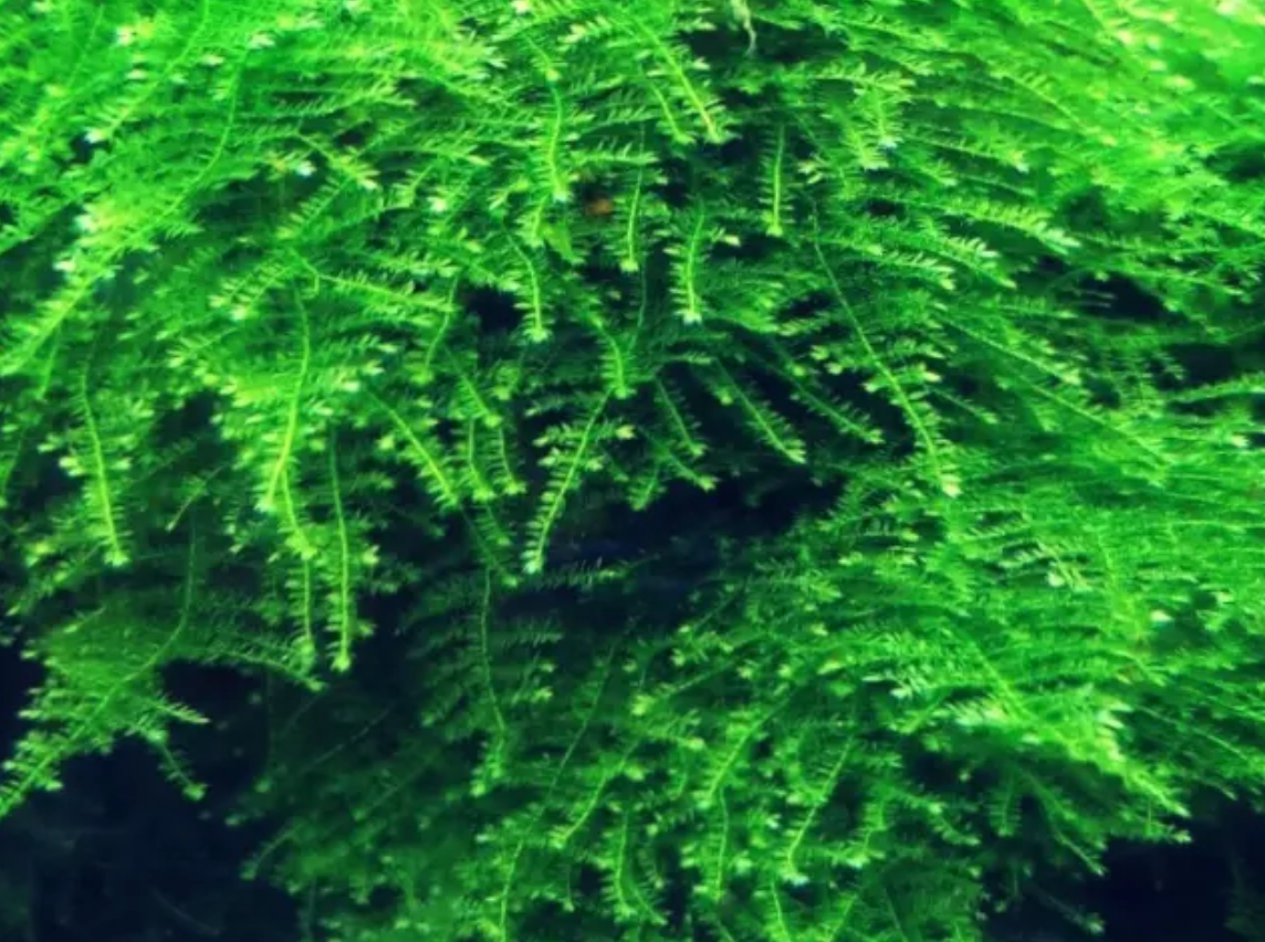 Mystery Moss Packages