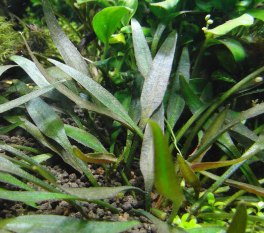 Cryptocoryne Pigmea