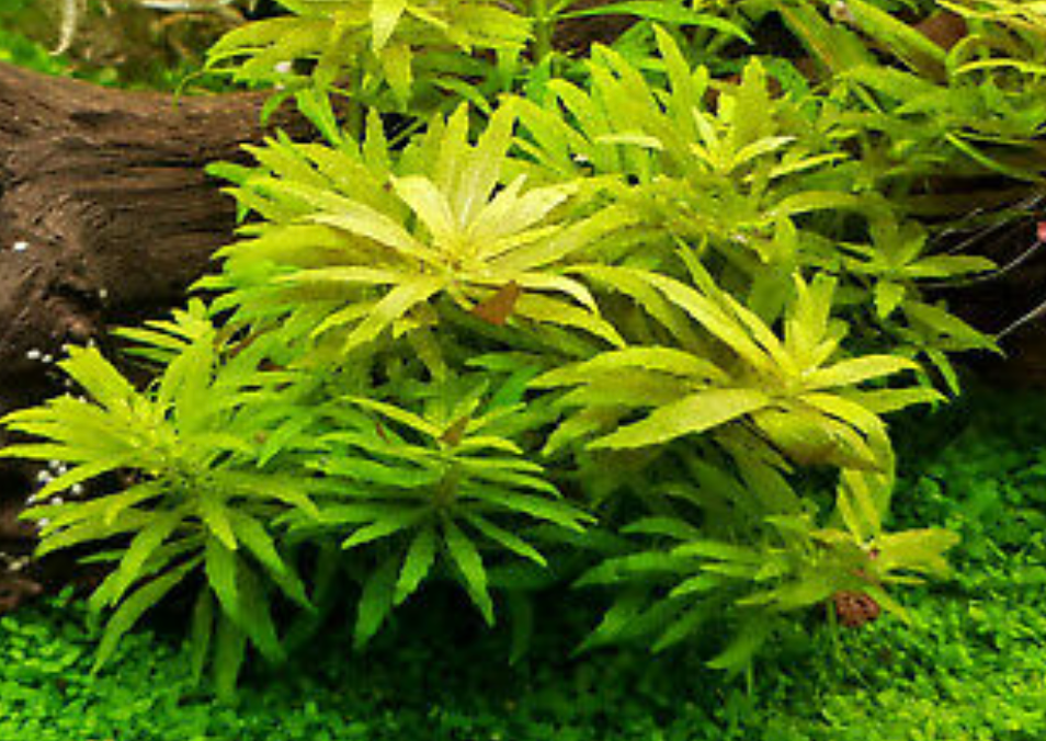 Limnophila hippuridoides