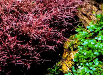 Mystery Moss Packages