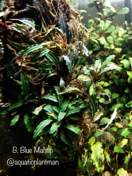 Bucephalandra Blue Mahap