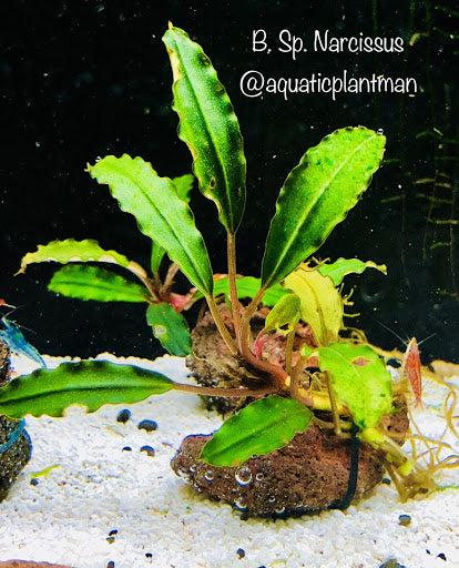 Bucephalandra Narcissu