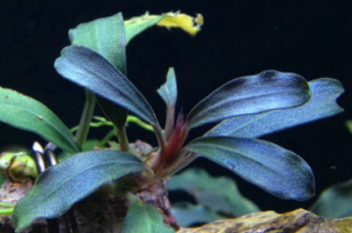 Bucephalandra brownie blue