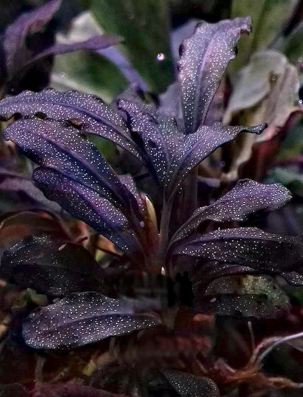 Bucephalandra Red Godzilla 5 pack