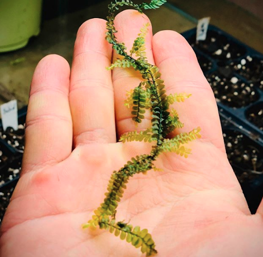 Cameroon Moss