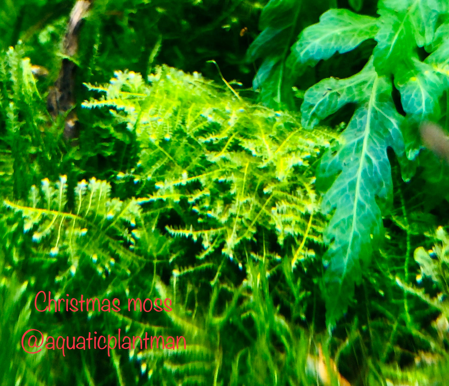 Christmas Moss