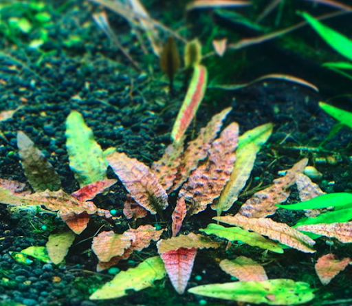 Cryptocoryne Pink Flamingo