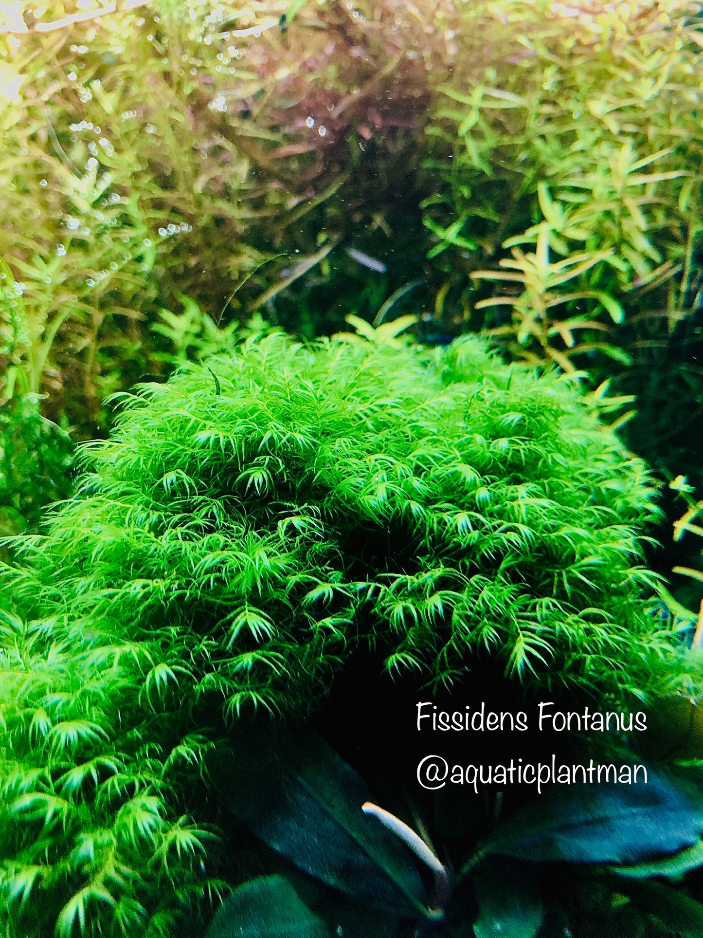 Mystery Moss Packages