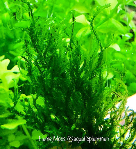 Mystery Moss Packages