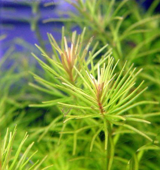 Rotala Nanjenshen