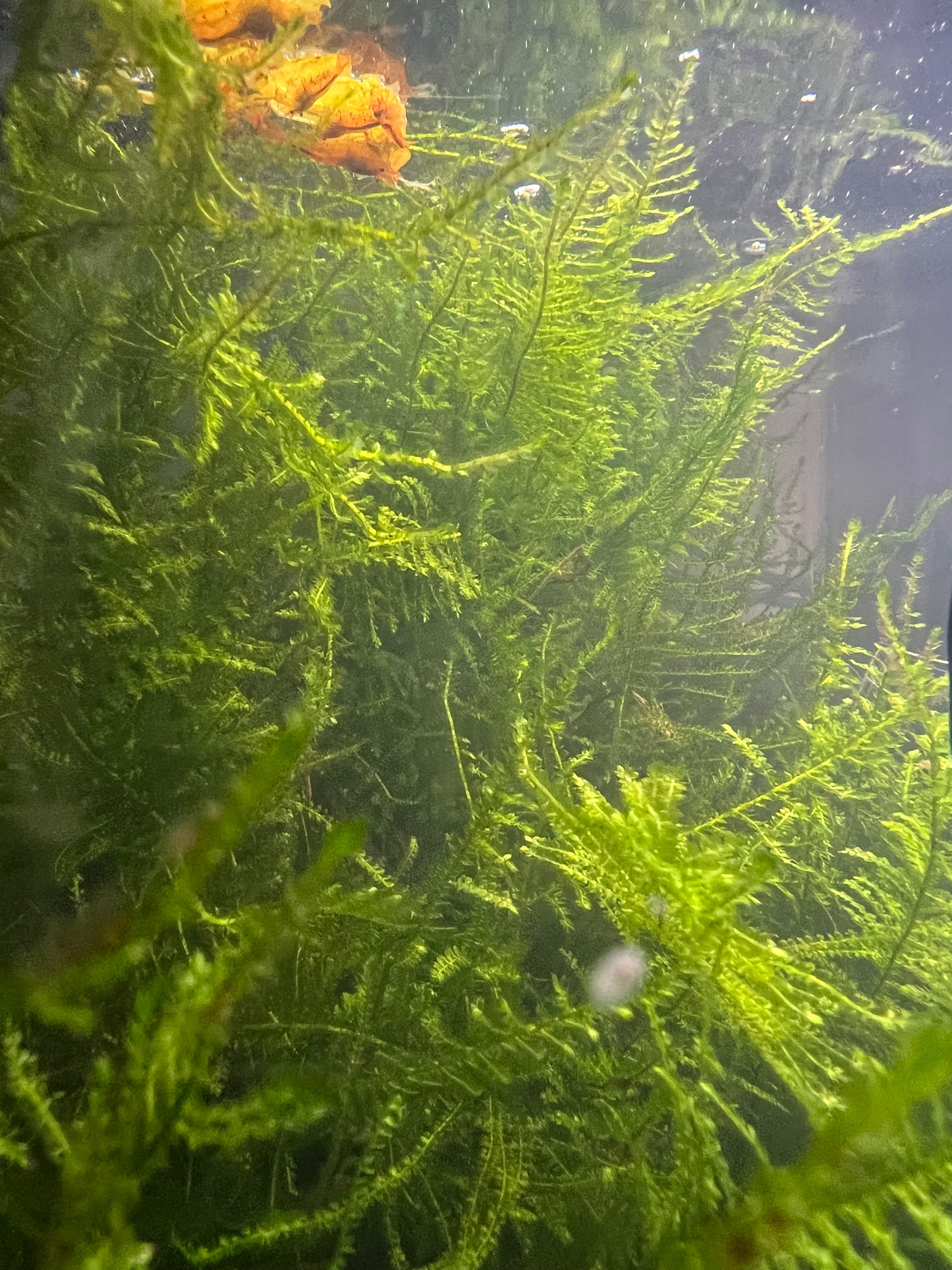 Giant Moss