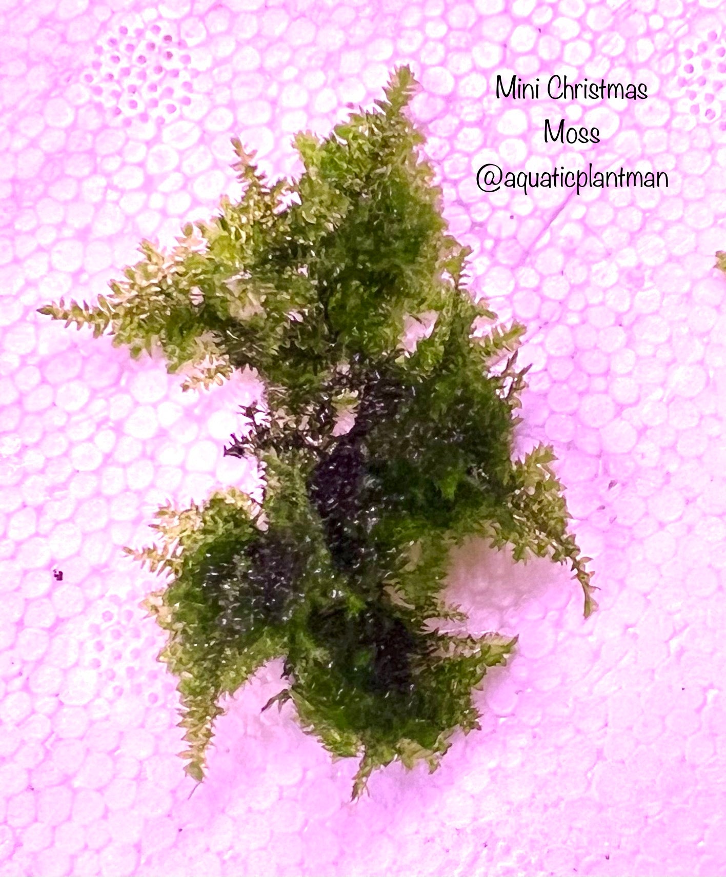 Mini Christmas Moss Xmas APF Aquarium Plants Factory®