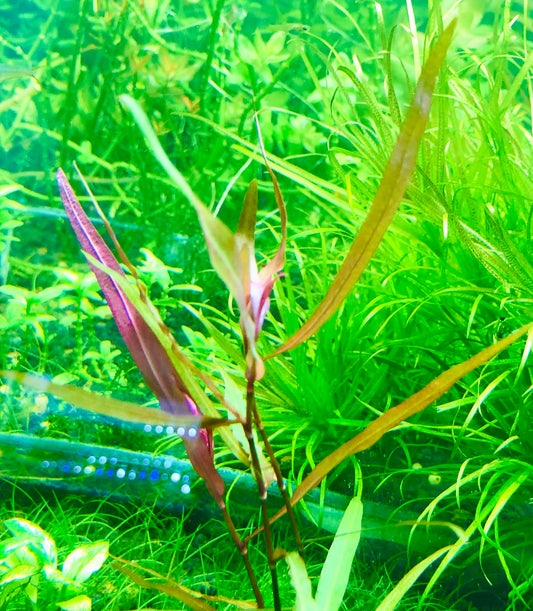 Persicaria sp São Paulo