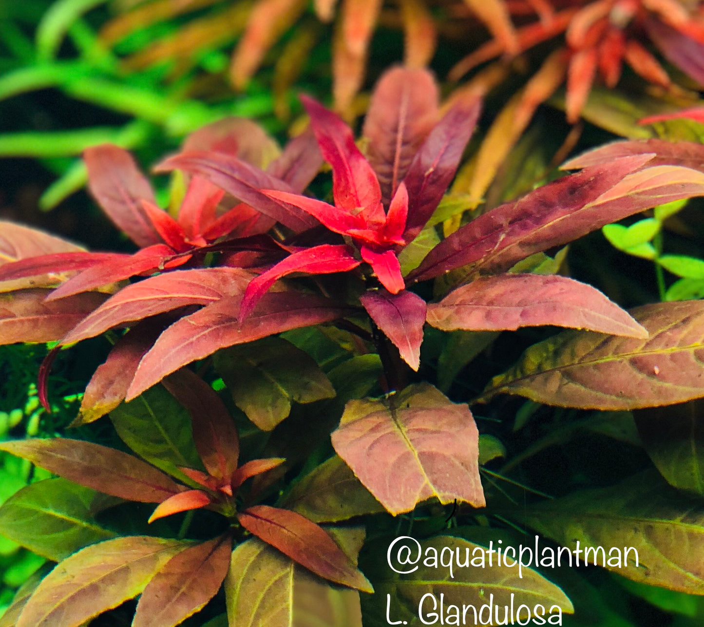 Ludwigia Glandulosa