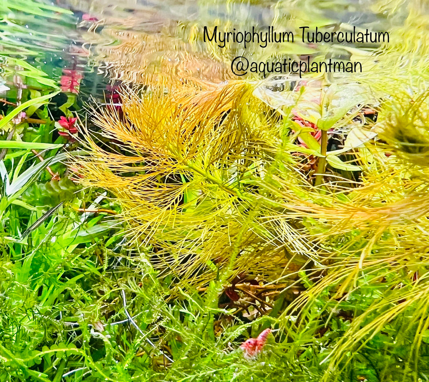 Myriophyllum tuberculatum