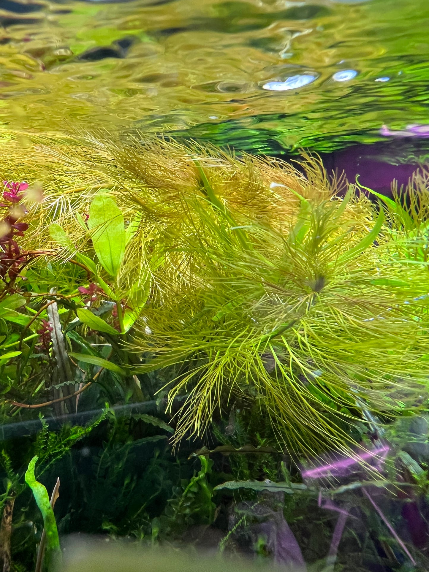 Myriophyllum tuberculatum