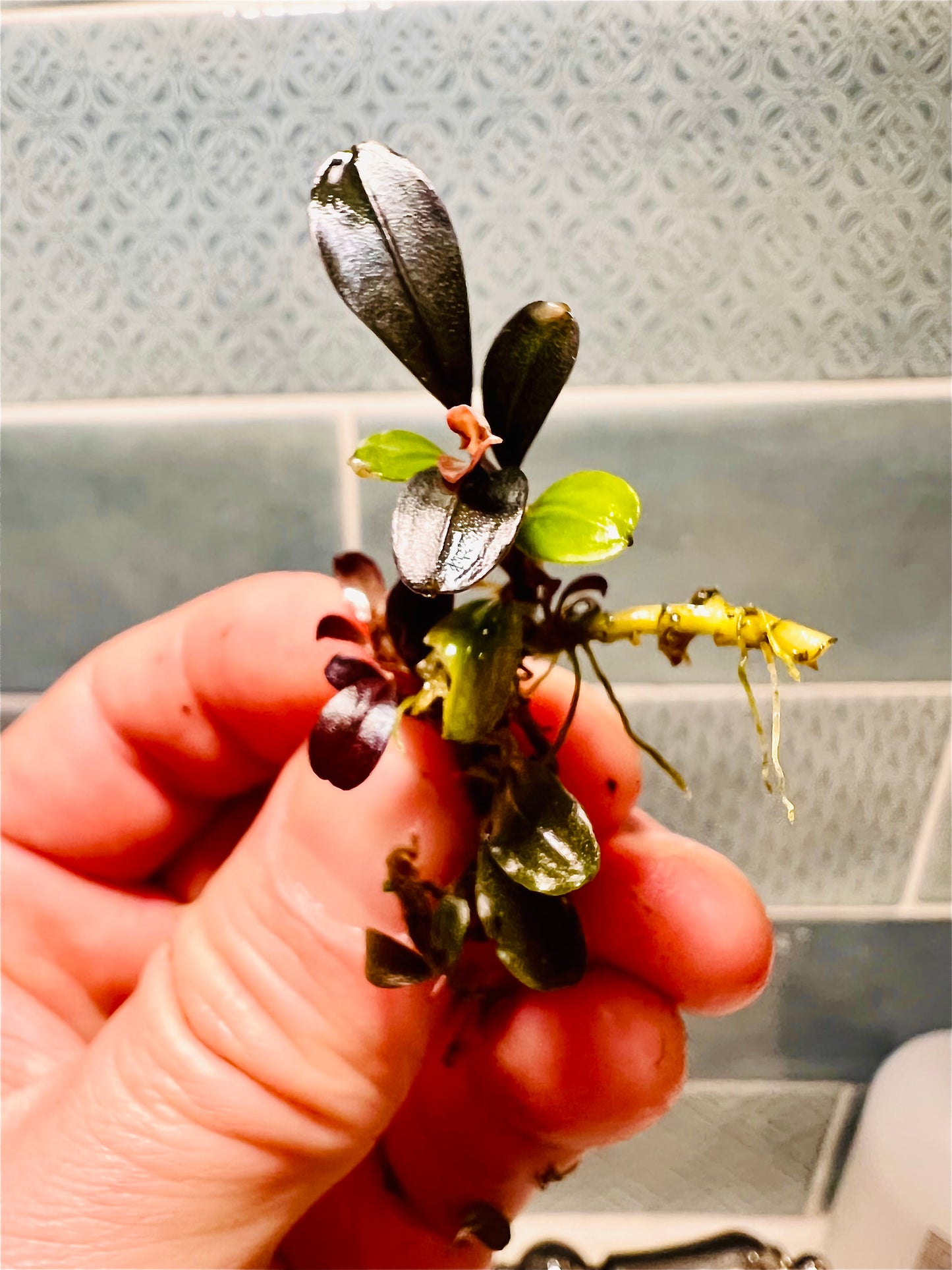 Bucephalandra Brownie Phantom DIY