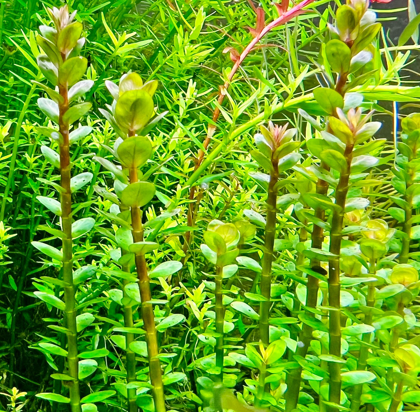 Rotala Bonsai