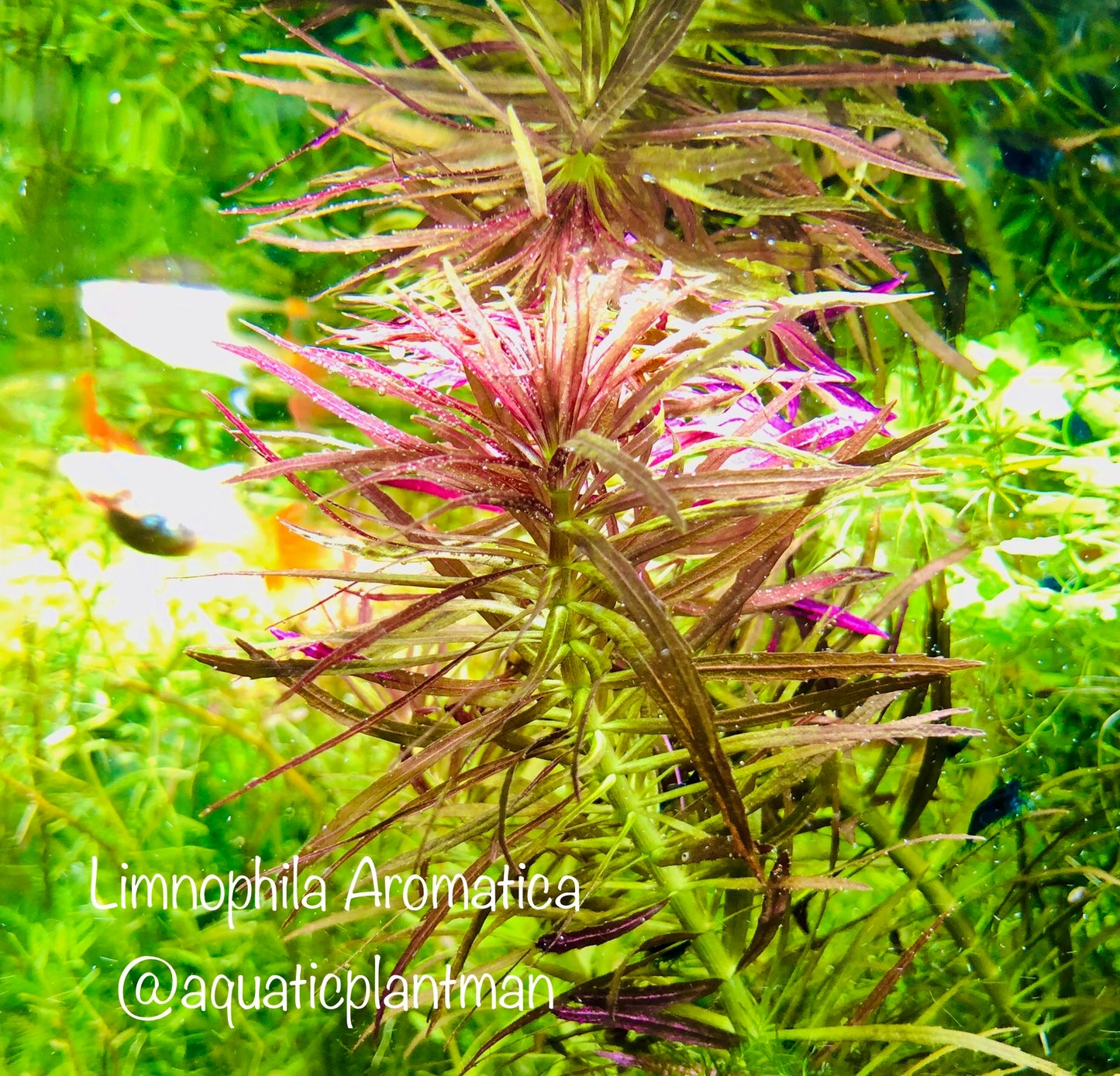 Limnophila Aromatica Belems