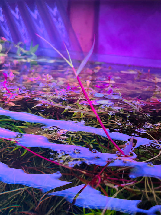 Poaceae sp purple bamboo