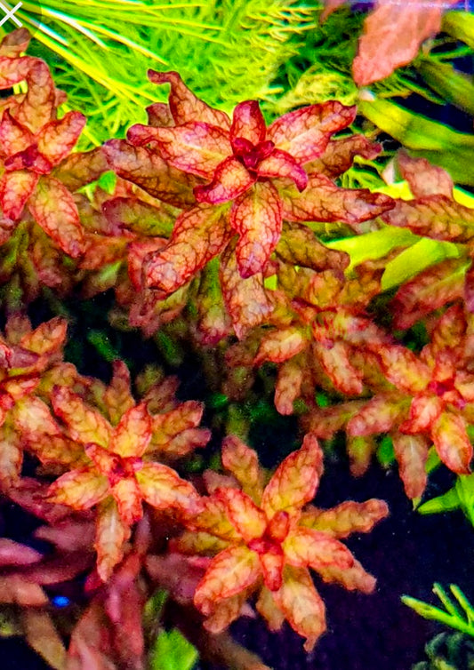 Ludwigia Senegalnesis