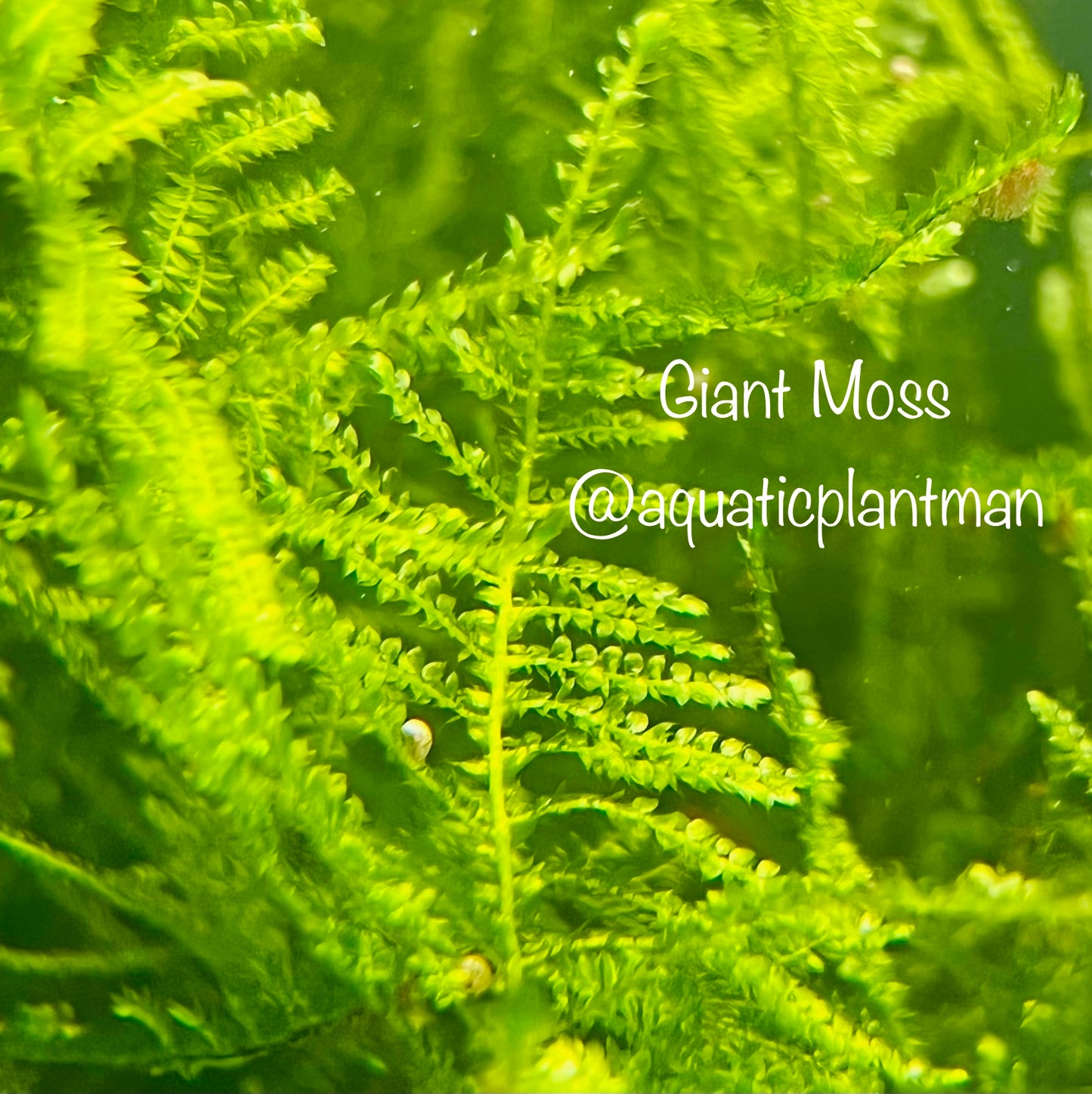 Mystery Moss Packages