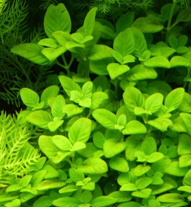 Limnophila Rugosa