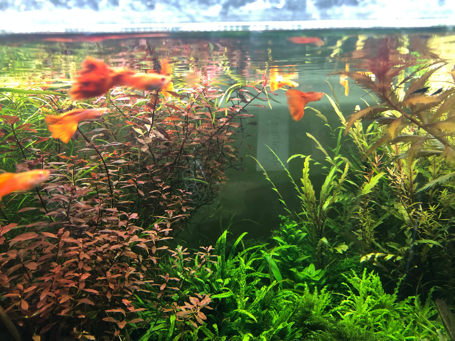 Red Tiger Lotus