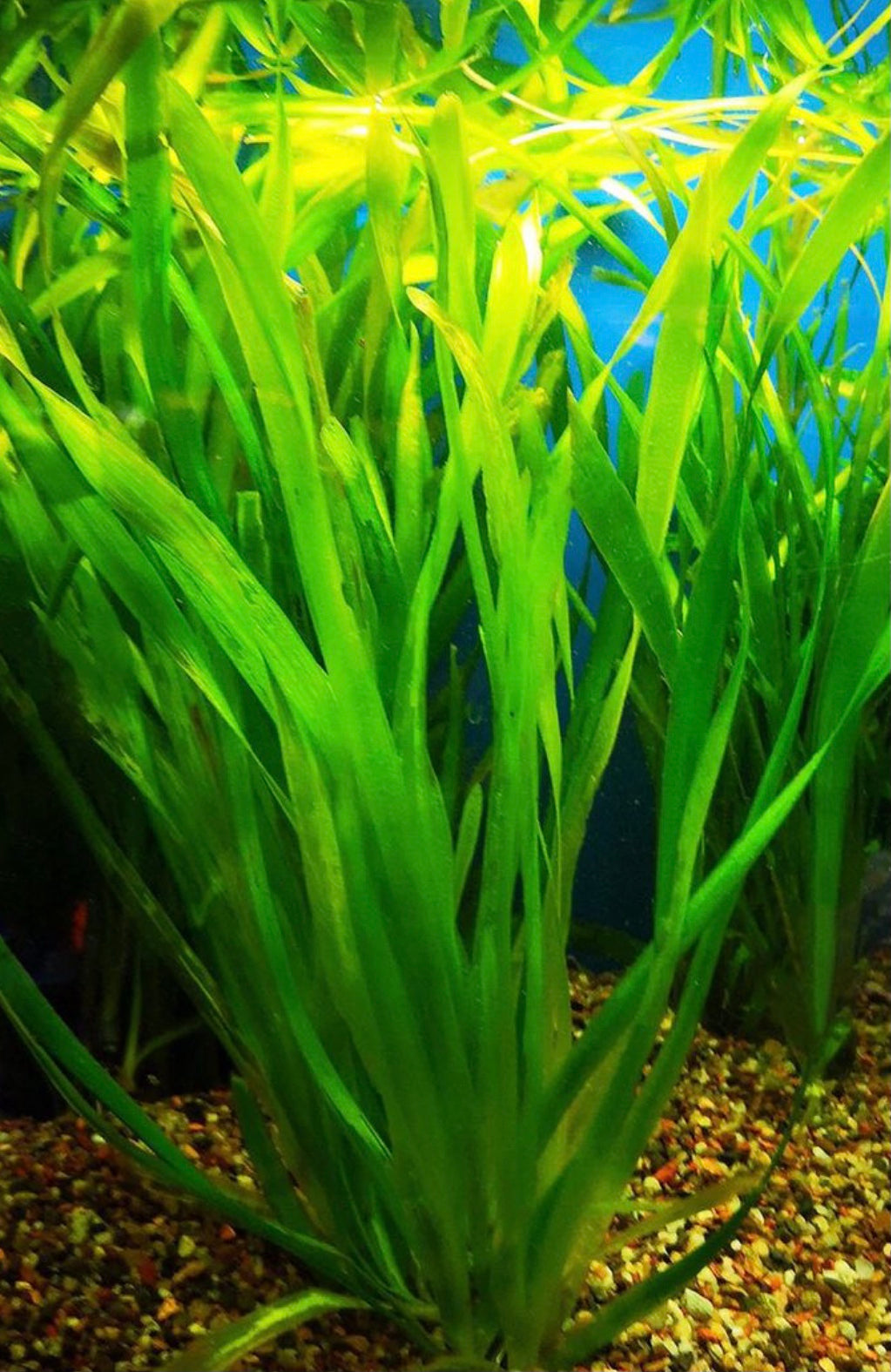 Jungle Val (vallisnaria Americana) – Aquatic Plant Man