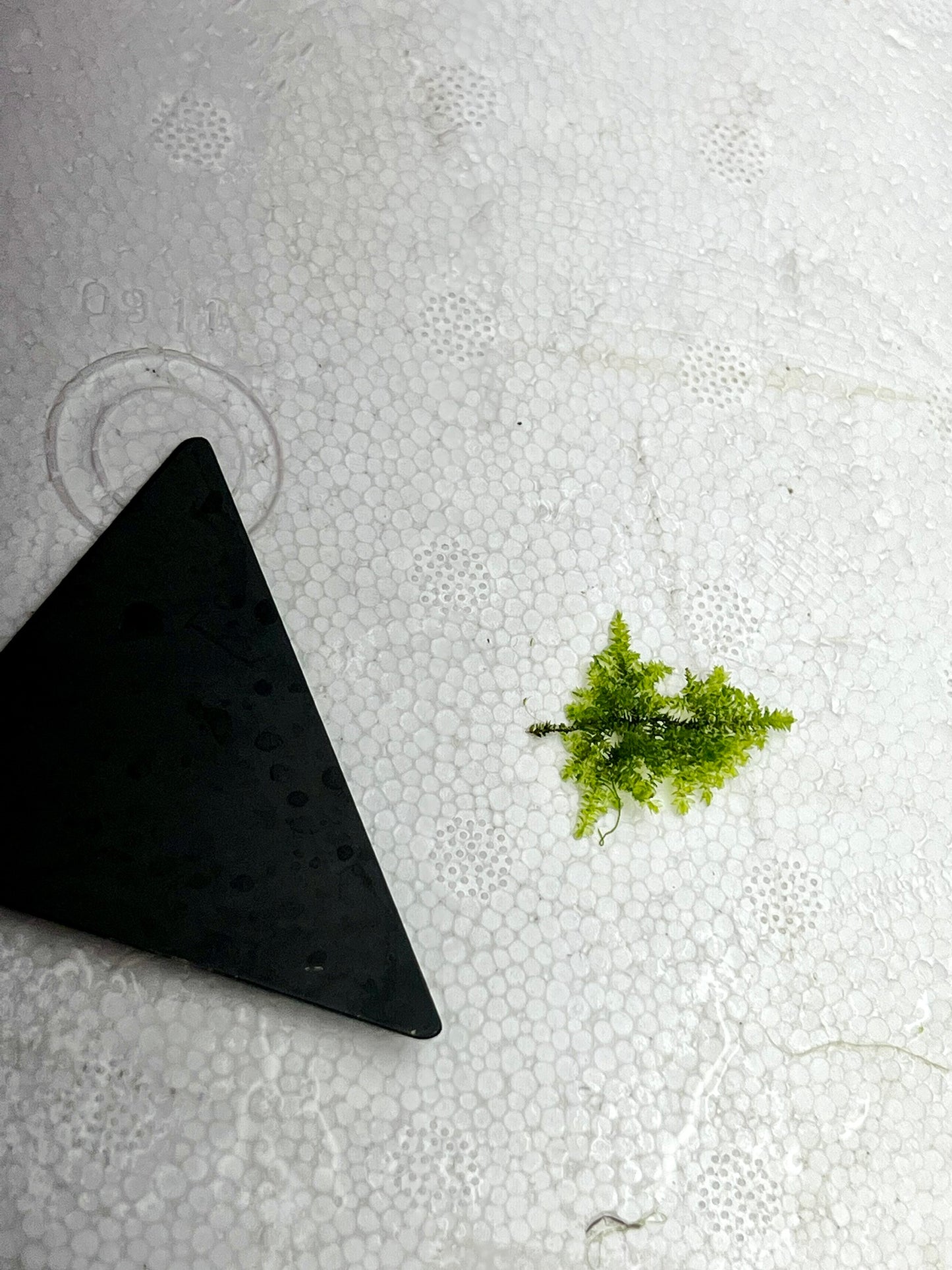 Mini Christmas Moss