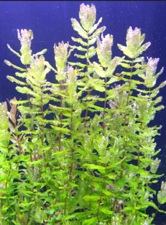 Rotala Macrandra green