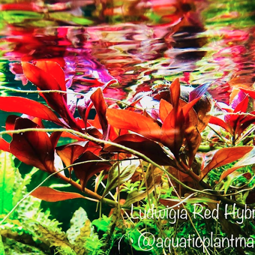 Ludwigia Red Hybrid