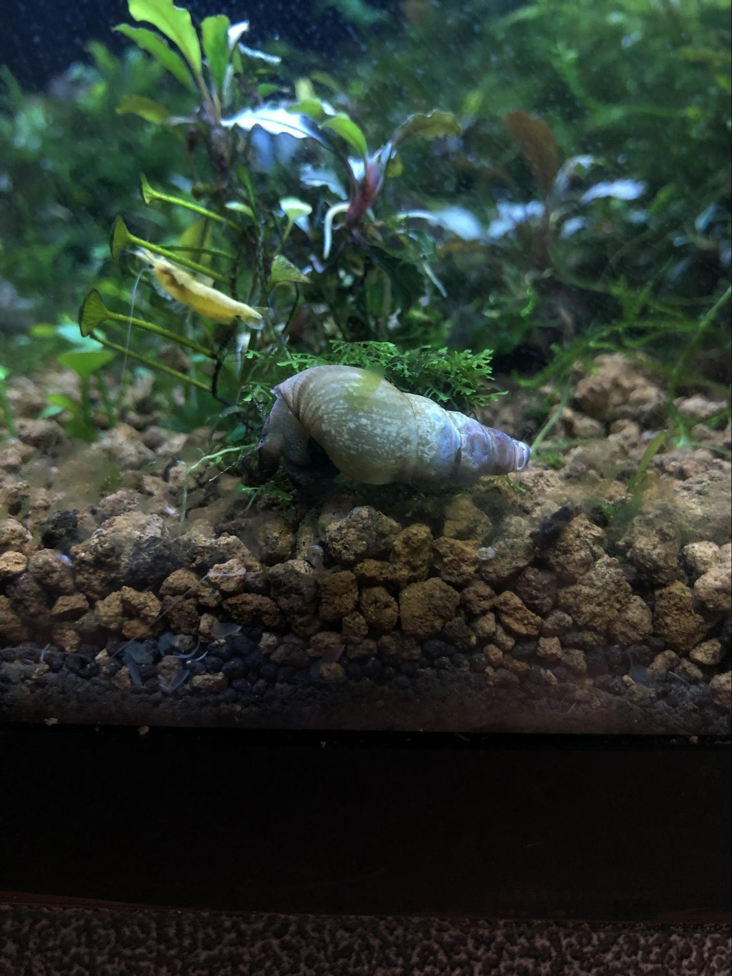 Malaysian trumpet snails (5+)
